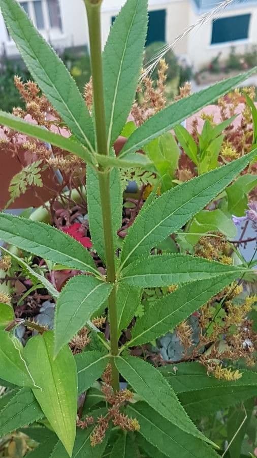 Veronica virginica 19