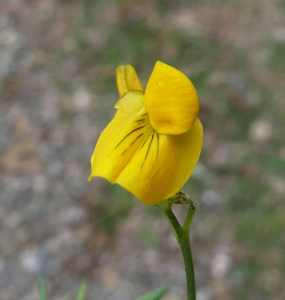 Veccia annuale 8
