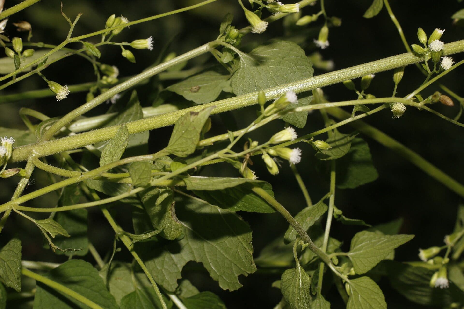 Fleischmannia 4