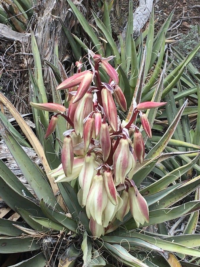 Yucca bacata 8