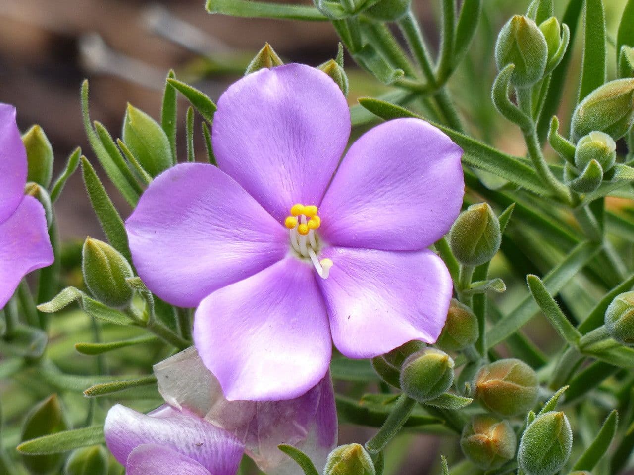 Orphium 3