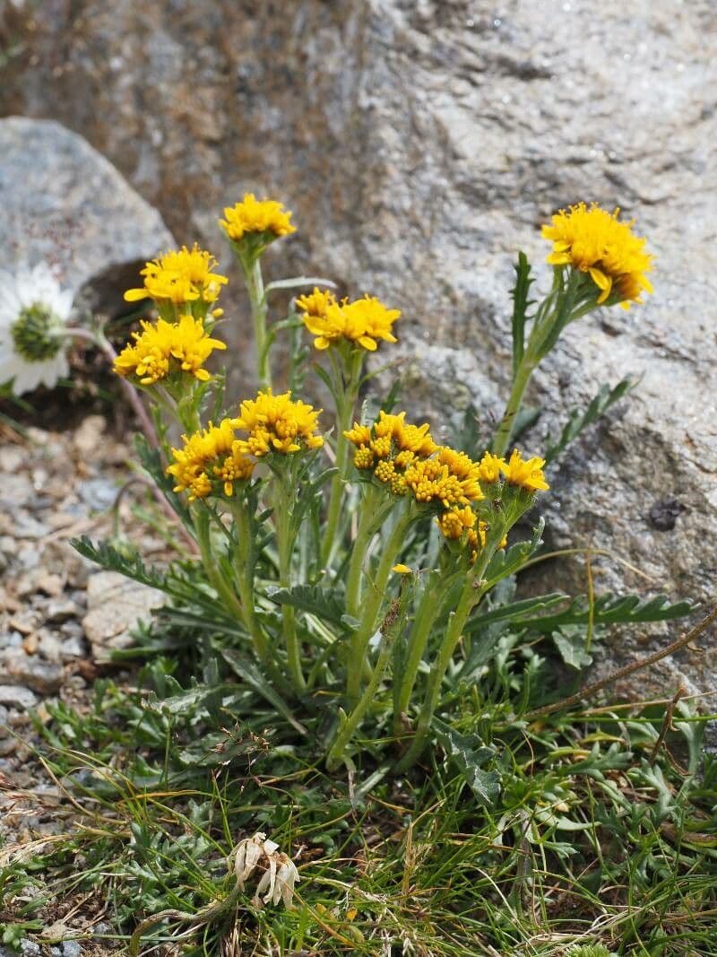 Senecio grigio 12