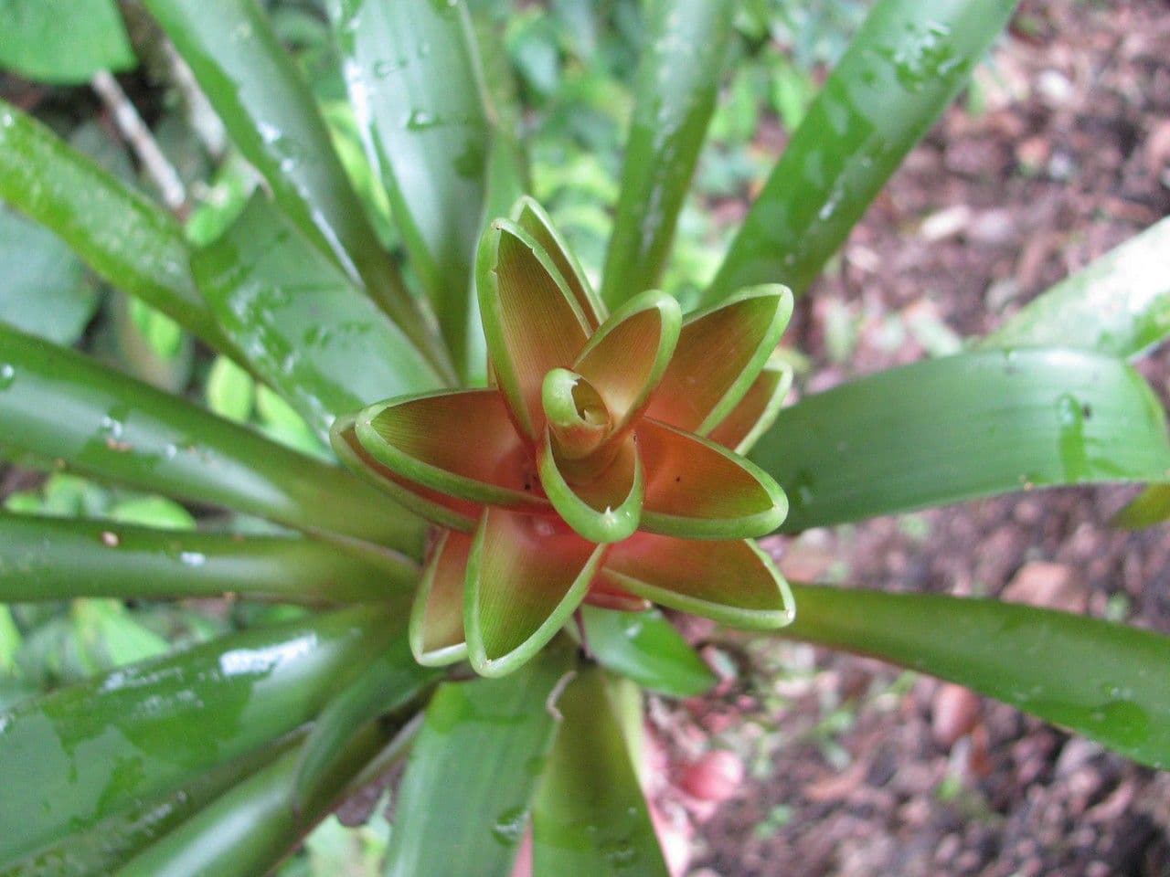 Vriesea eliconioide 3