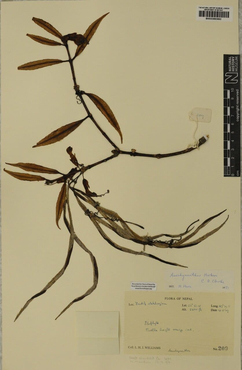 Aeschynanthus 17