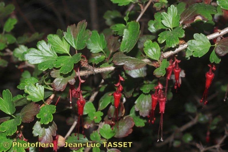 Fuchsiöse johannisbeere 26