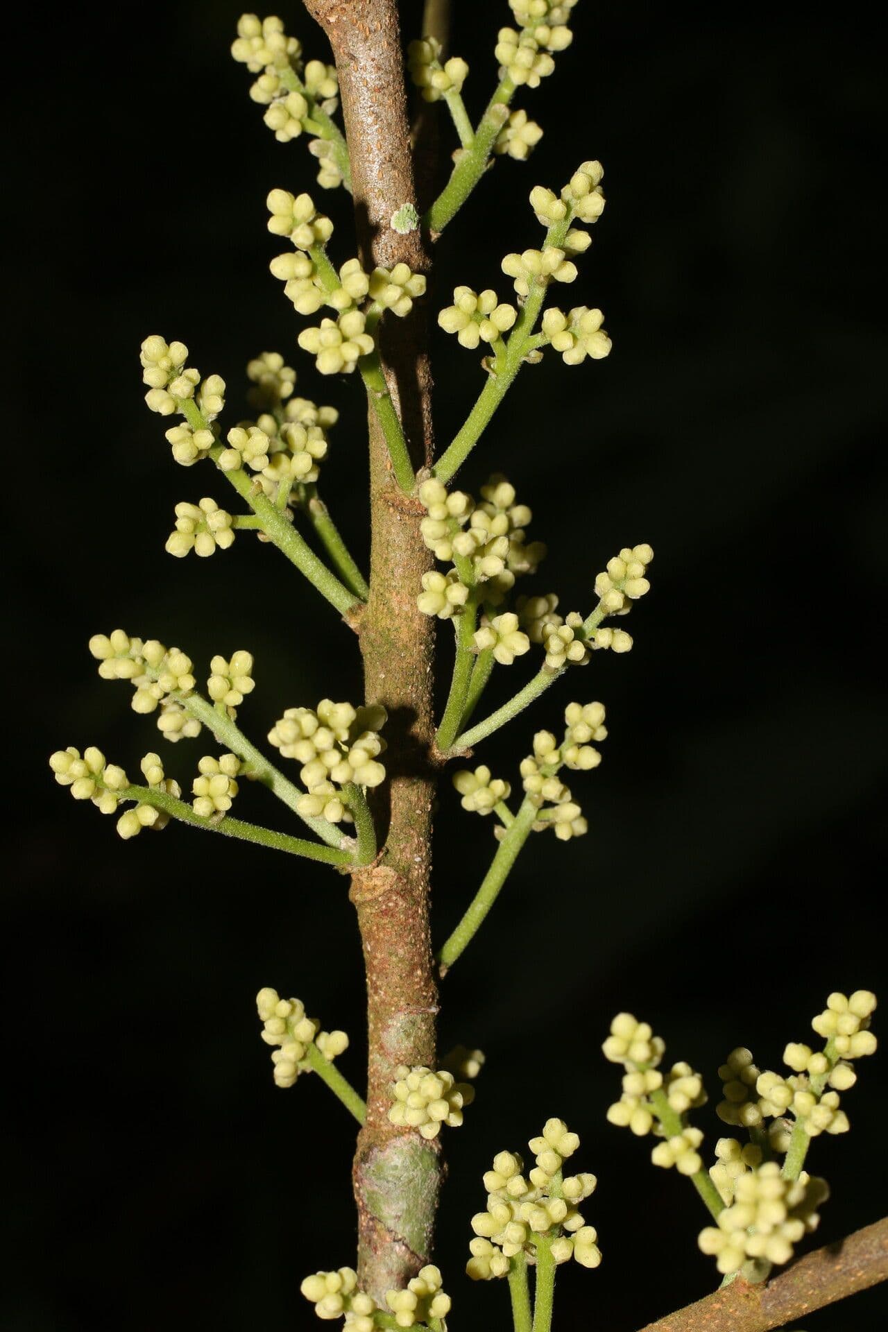 Trichilia 6