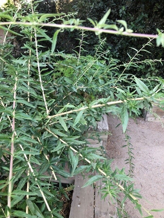 Aloysia