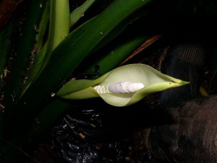 Dieffenbachia 8