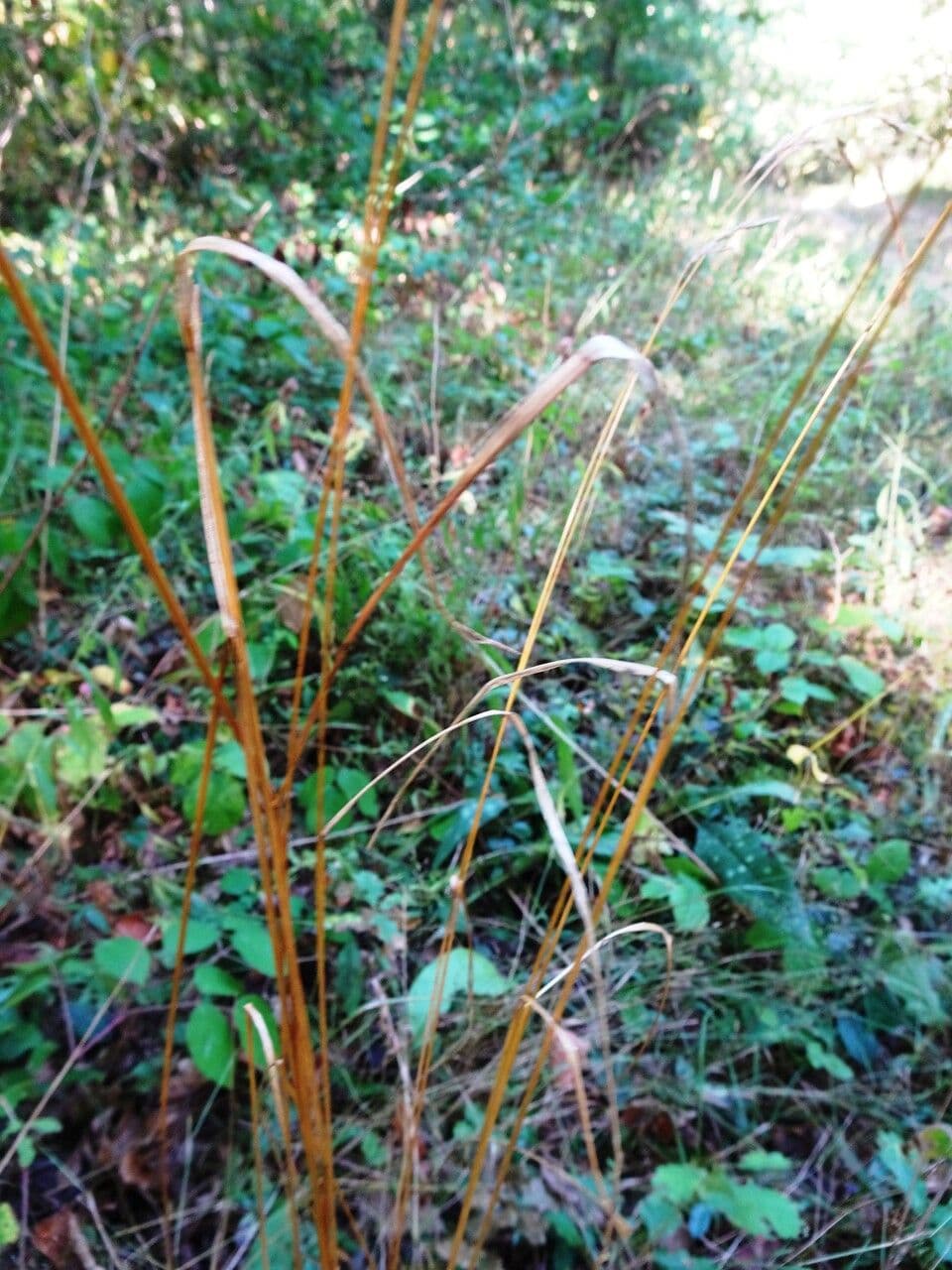 Wald-Trespe 16