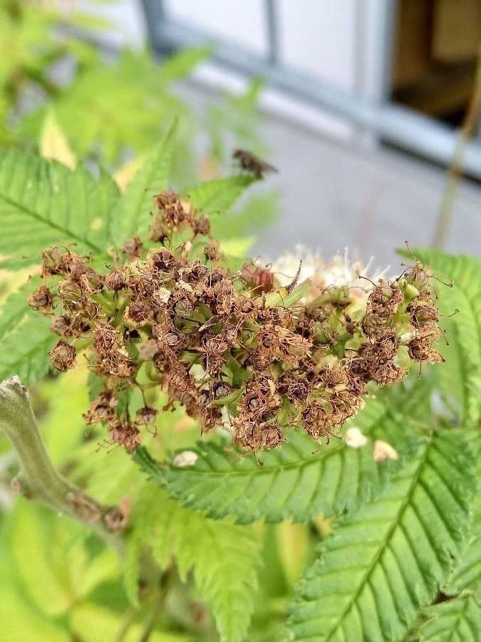 Sorbaria 5