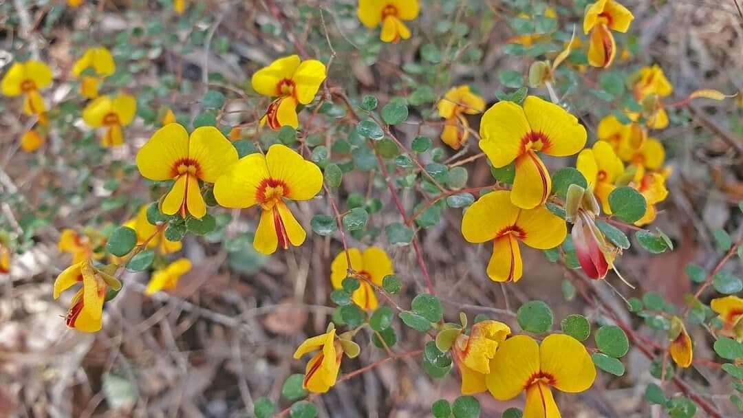 Bossiaea obcordata 2