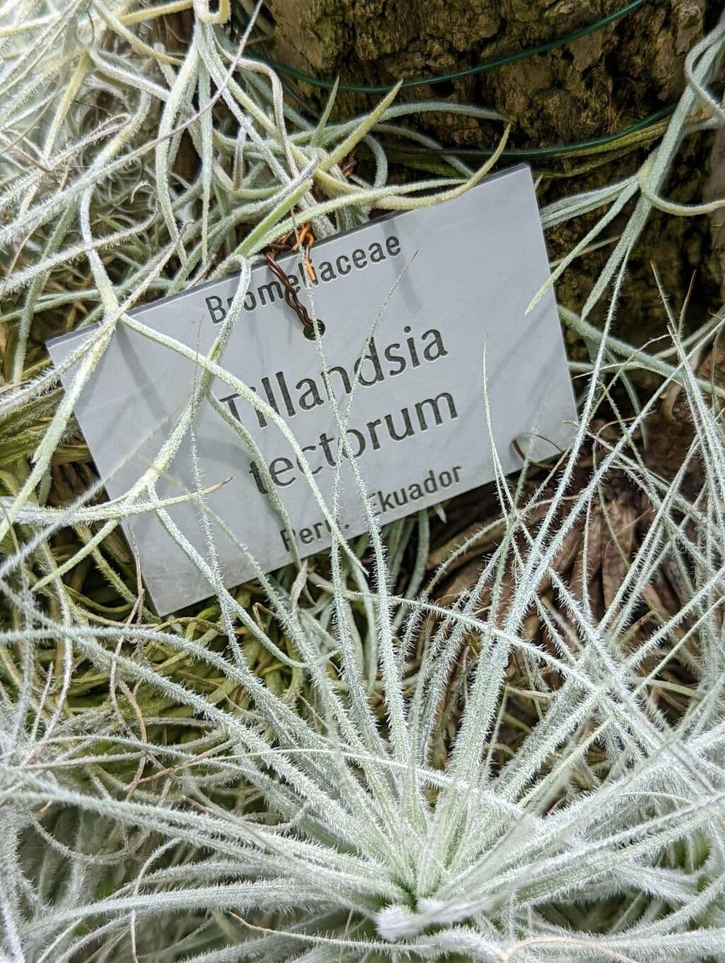 Tillandsia 9