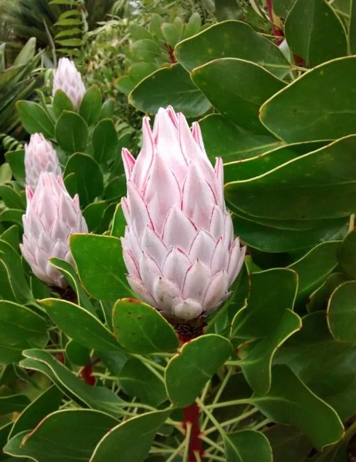 Protea carciofoide 8