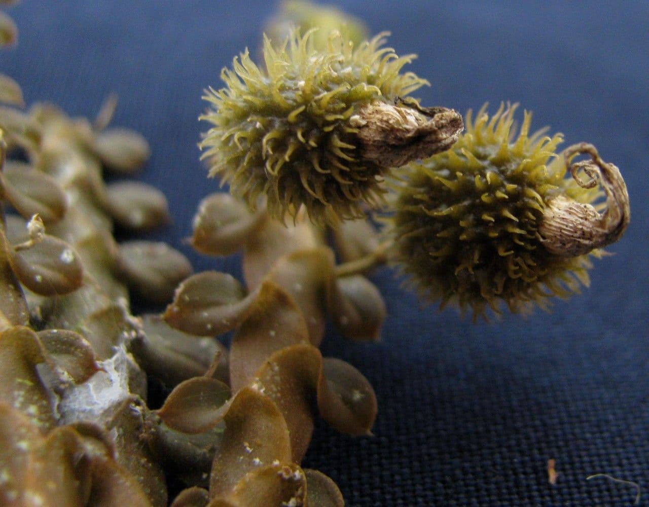 Dichaea costaricensis