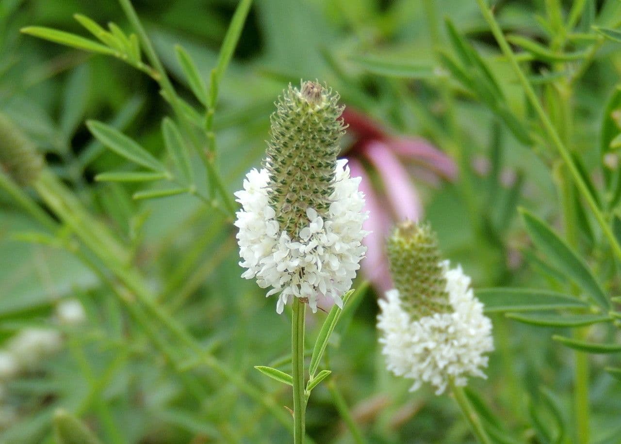 Dalea candida 2