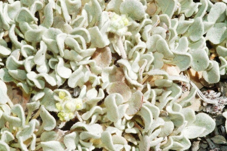 Eriogonum 3