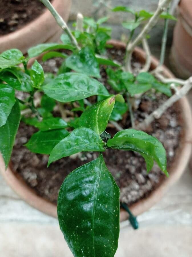 Ruellia