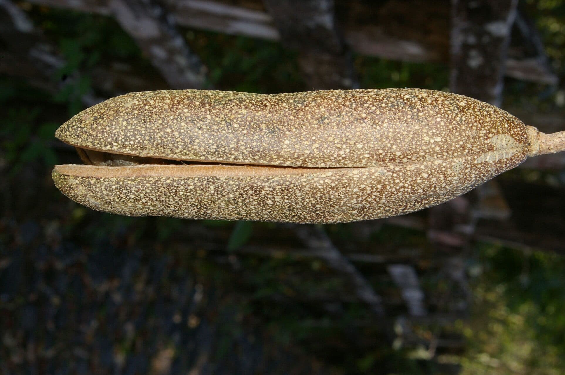 Dolichandra quadrivalve 4