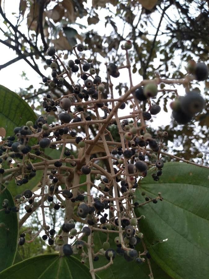 Miconia