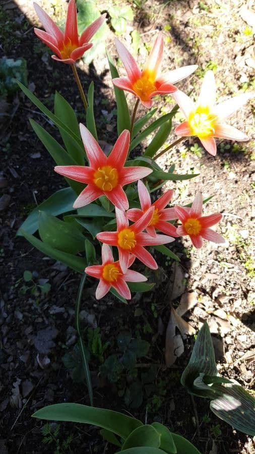 Tulipano ninfea 17