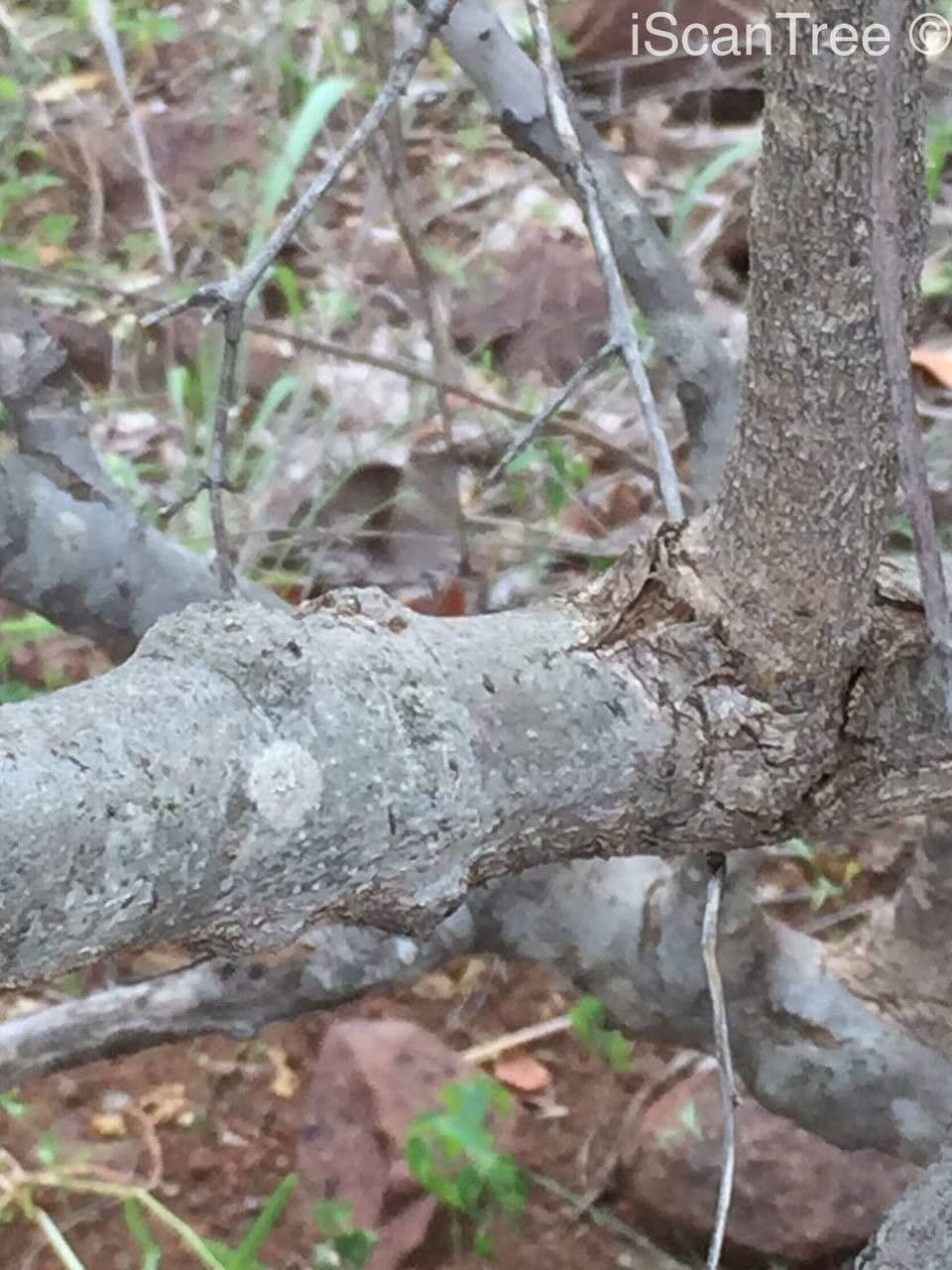 Vangueria 17