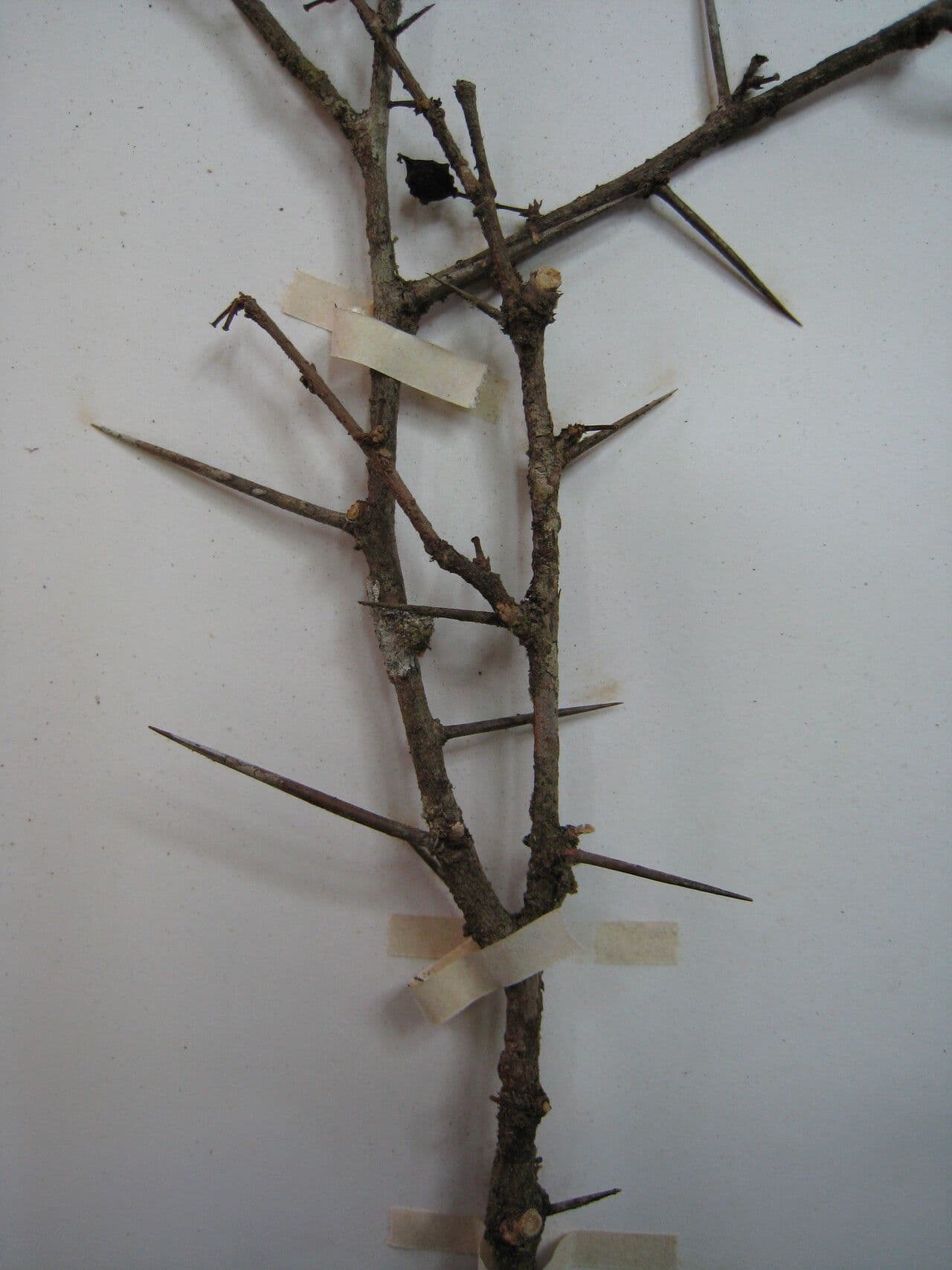 Bentham Xylosma 7