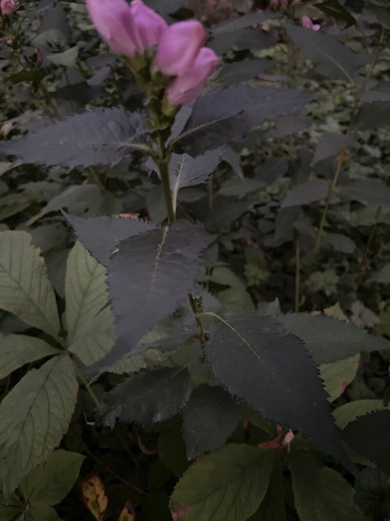 Chelone di Lyon 13
