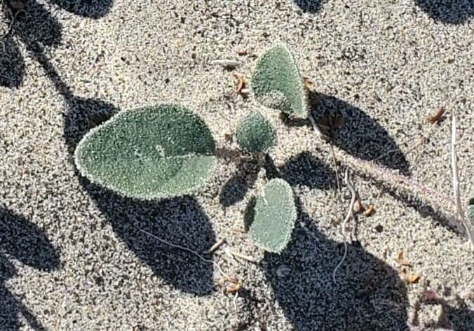 Abronia umbellata 18