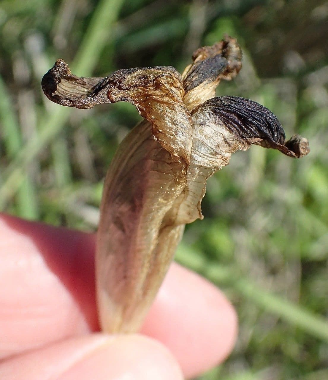 Iris tuberoso 4