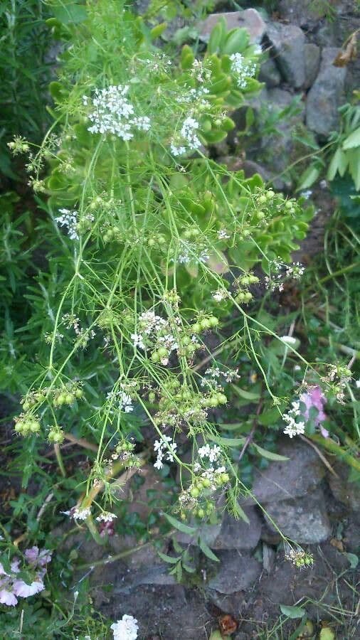 Coriandolo