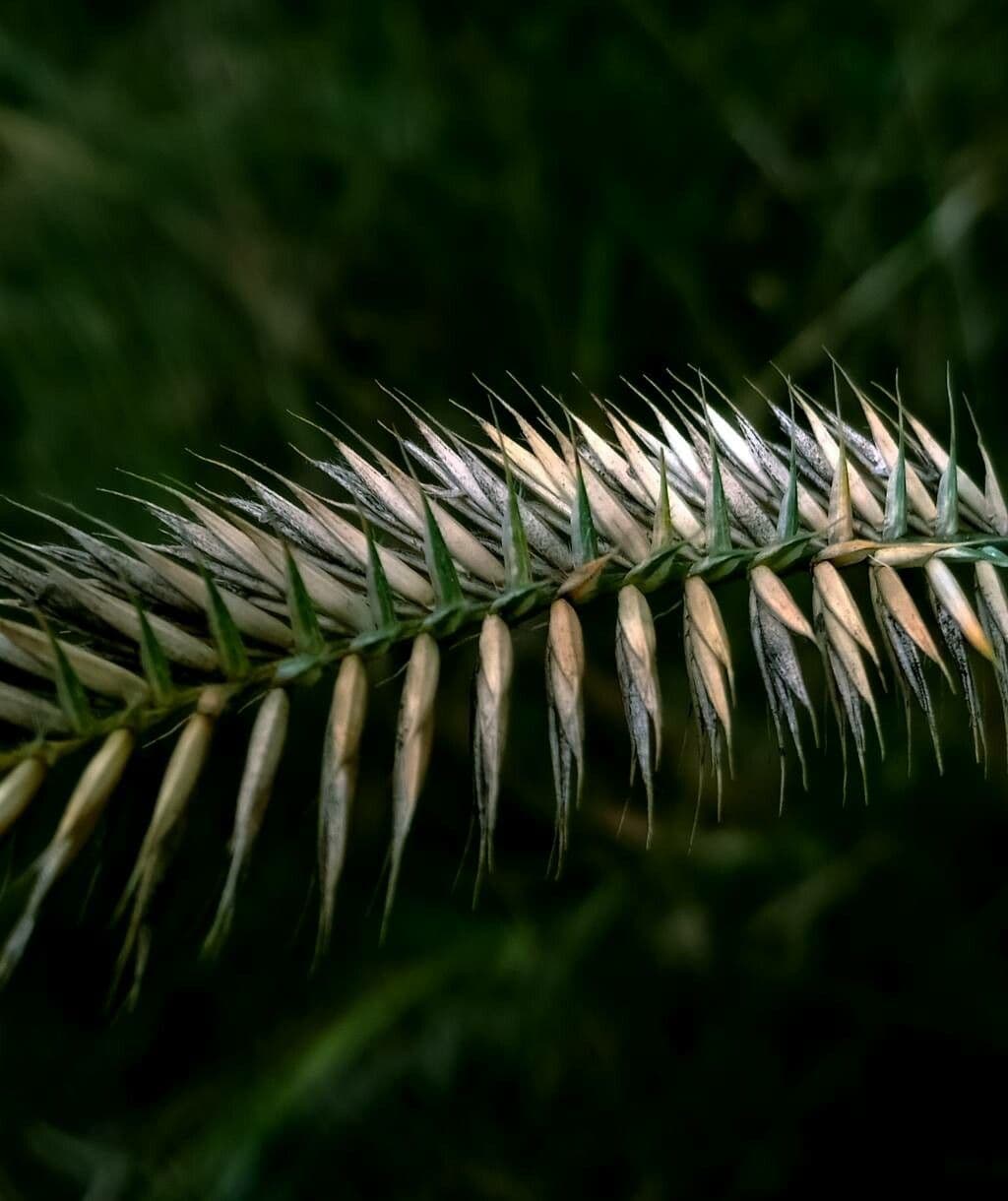 Gramigna crestata 2