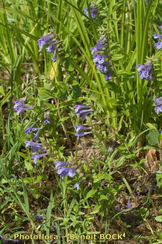 Scutellaria hastata 7