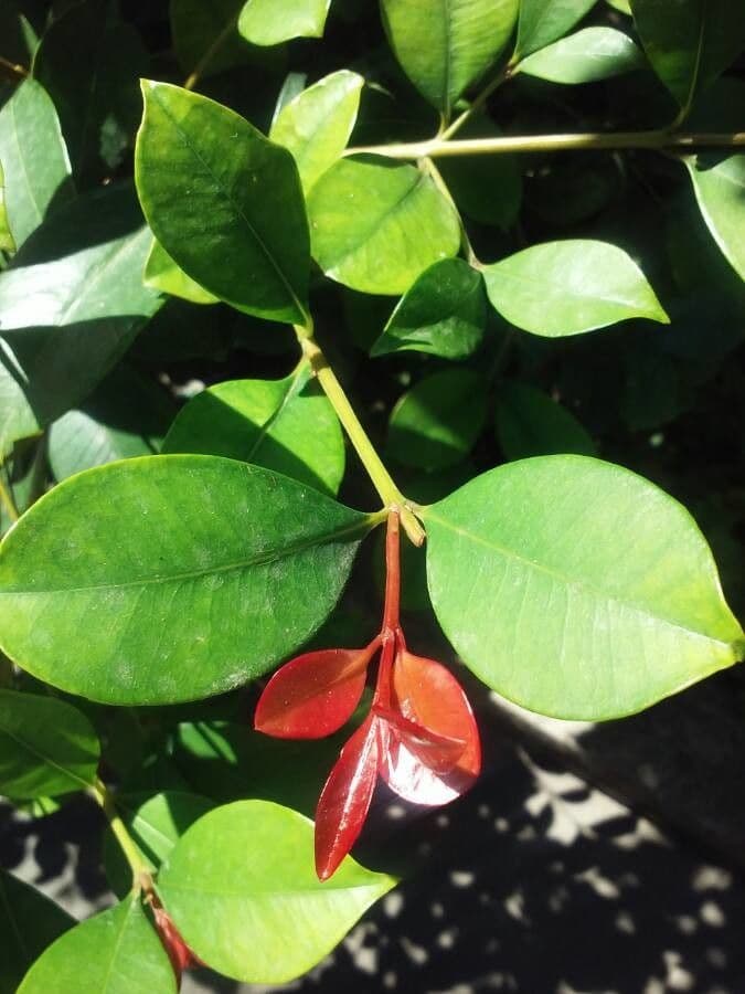 Syzygium paniculatum 27