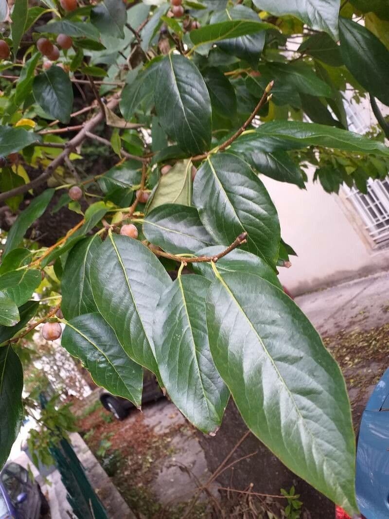 Diospyros 16