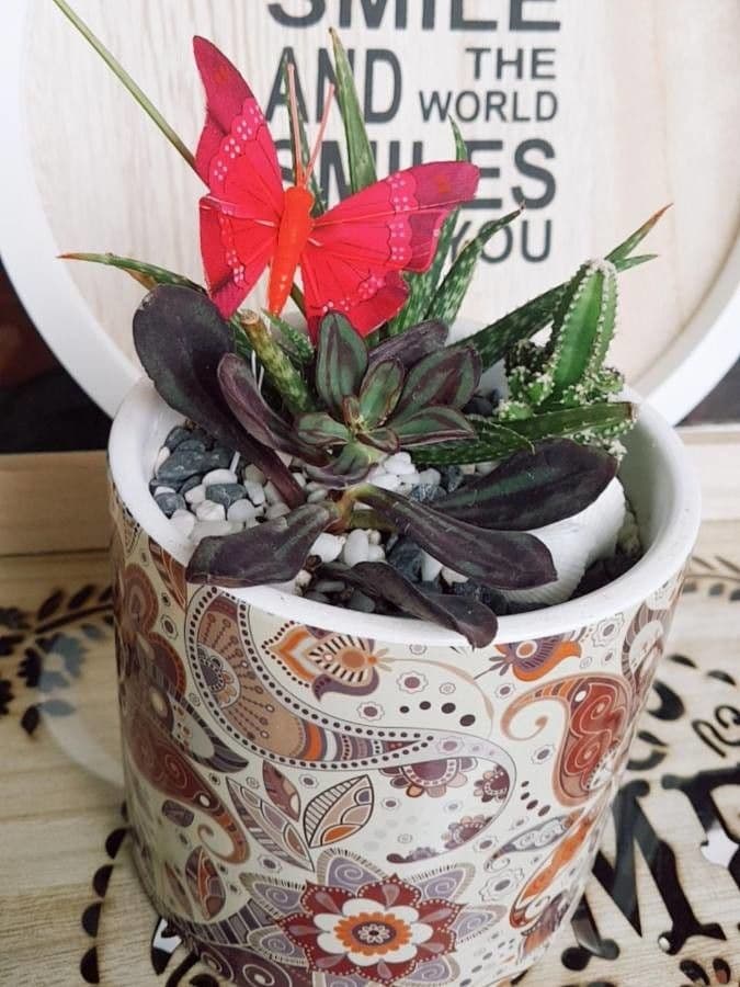 Echeveria 8