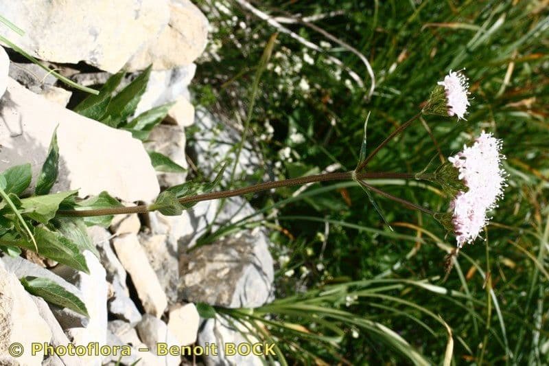 Dwarf valerian 20