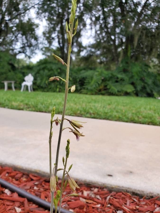 Eulophia 2
