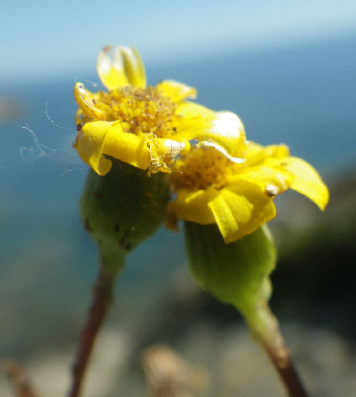 Senecio transitorio 5