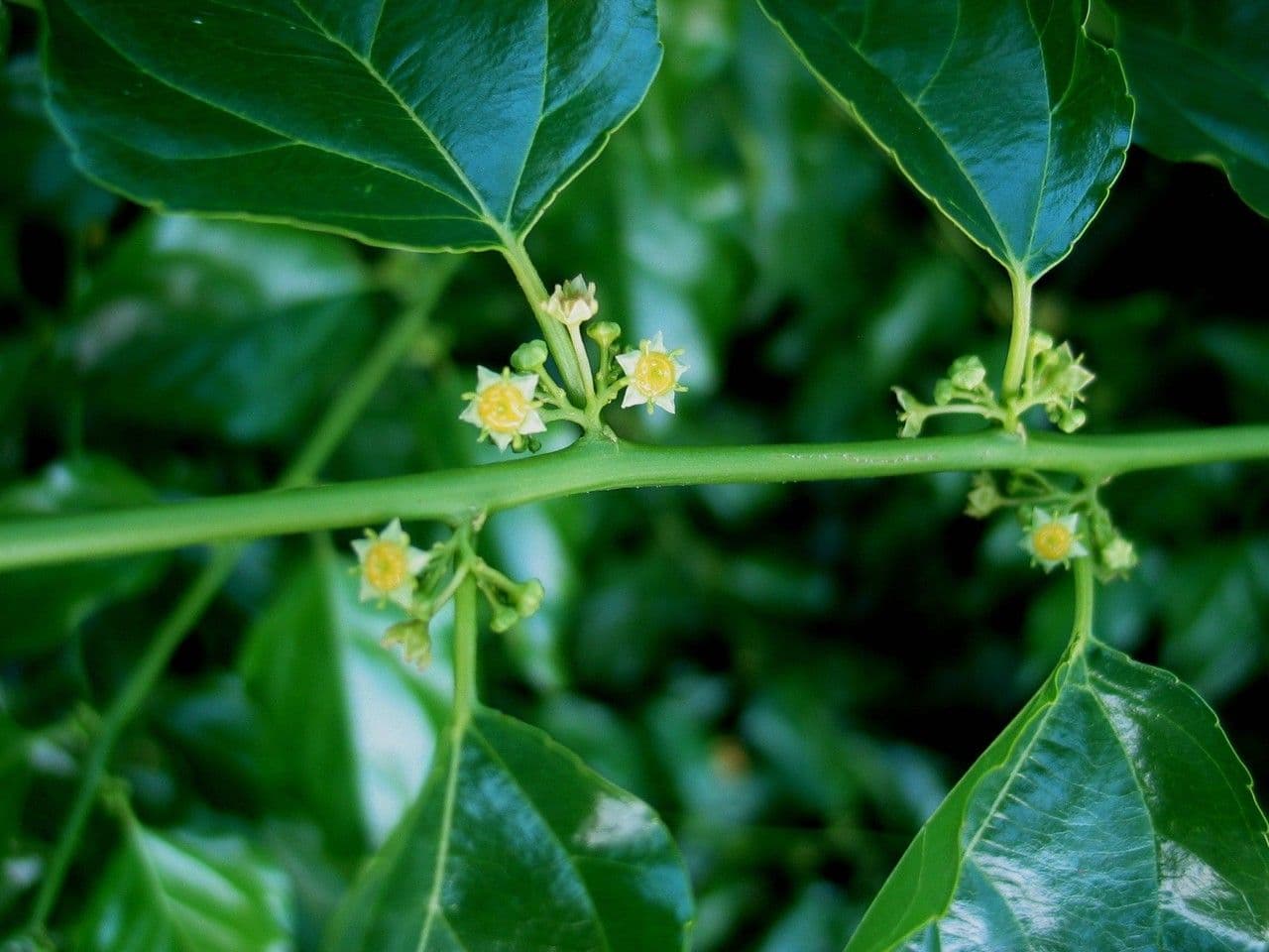 Colubrina 8
