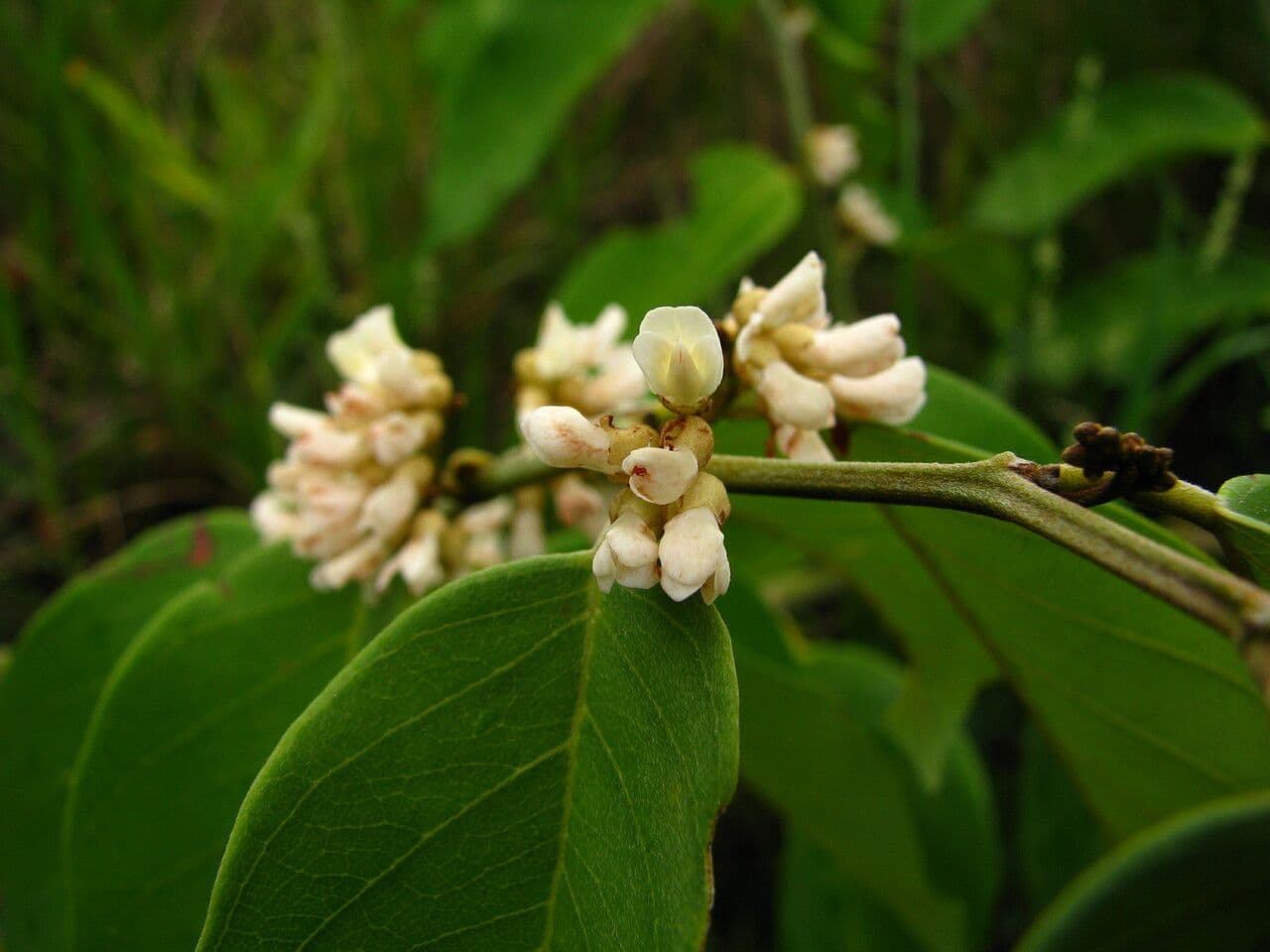 Dalbergia ecastaphyllum 7