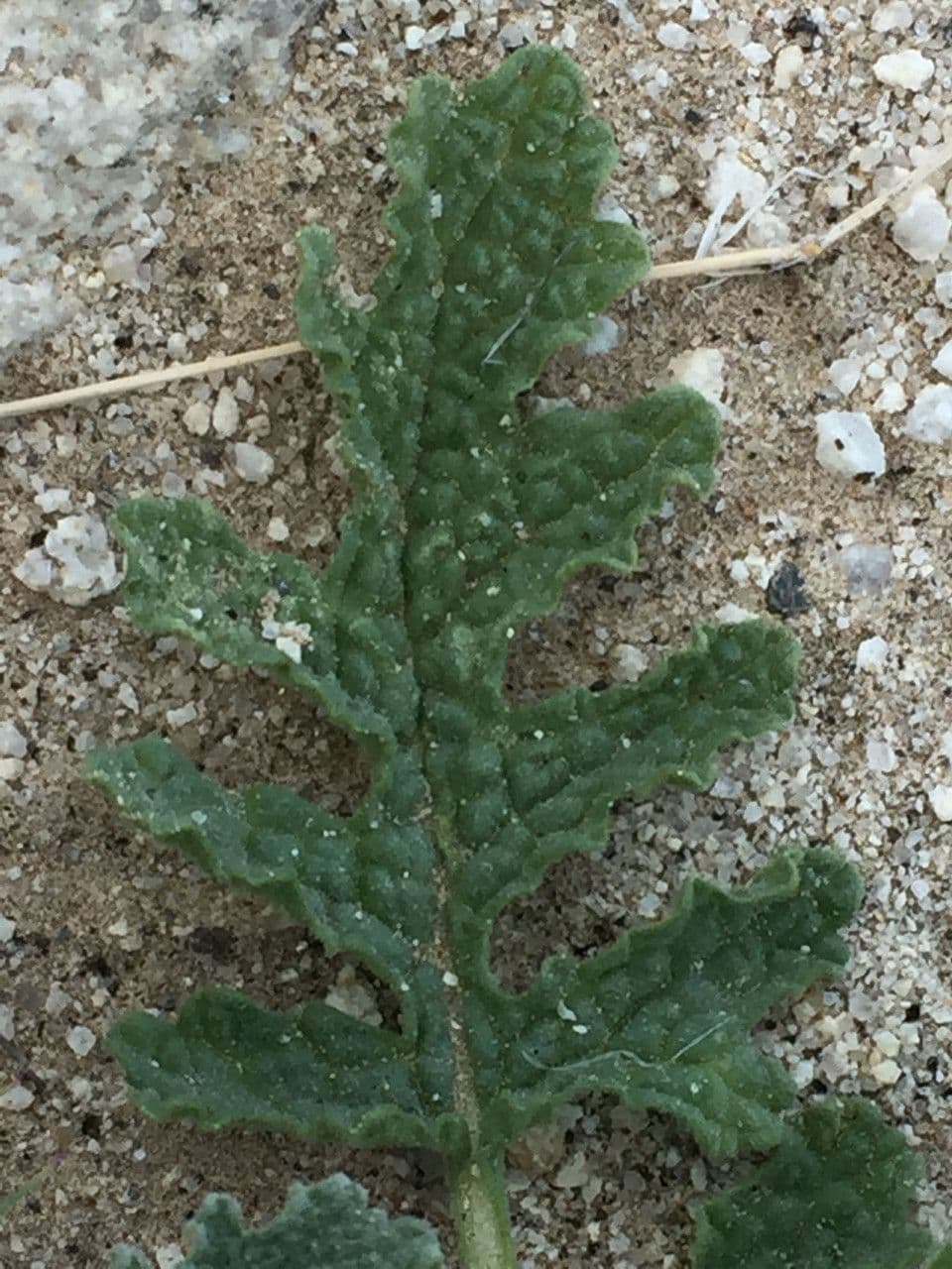 Salvia columbariae 18