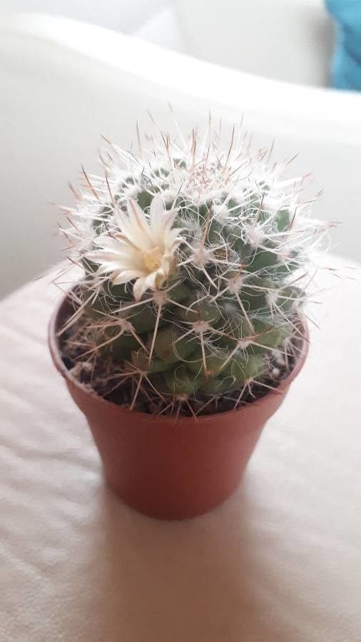 Mammillaria 6