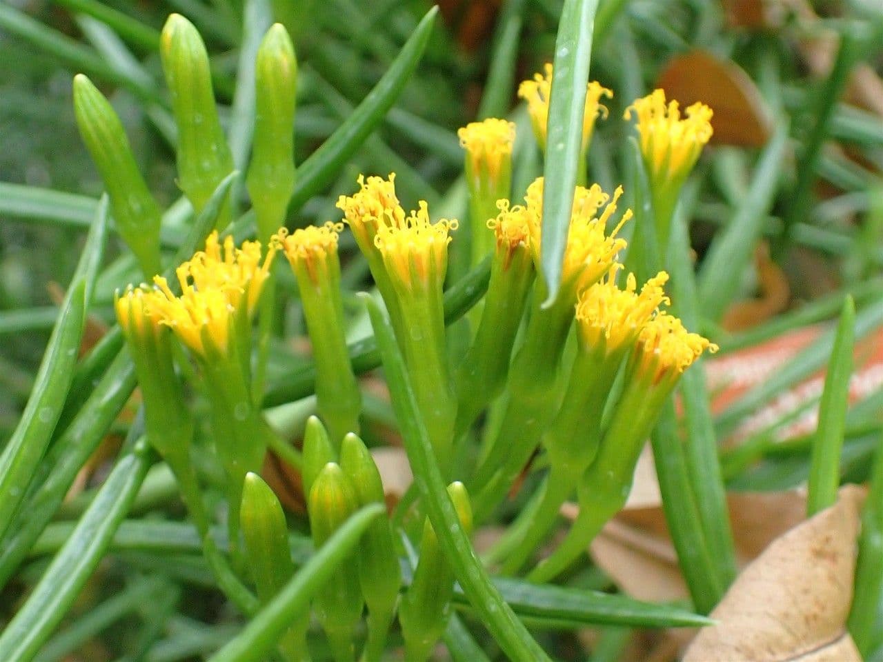 Senecio 5