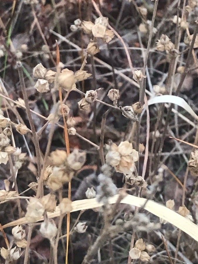 Quendel-Sandkraut 2