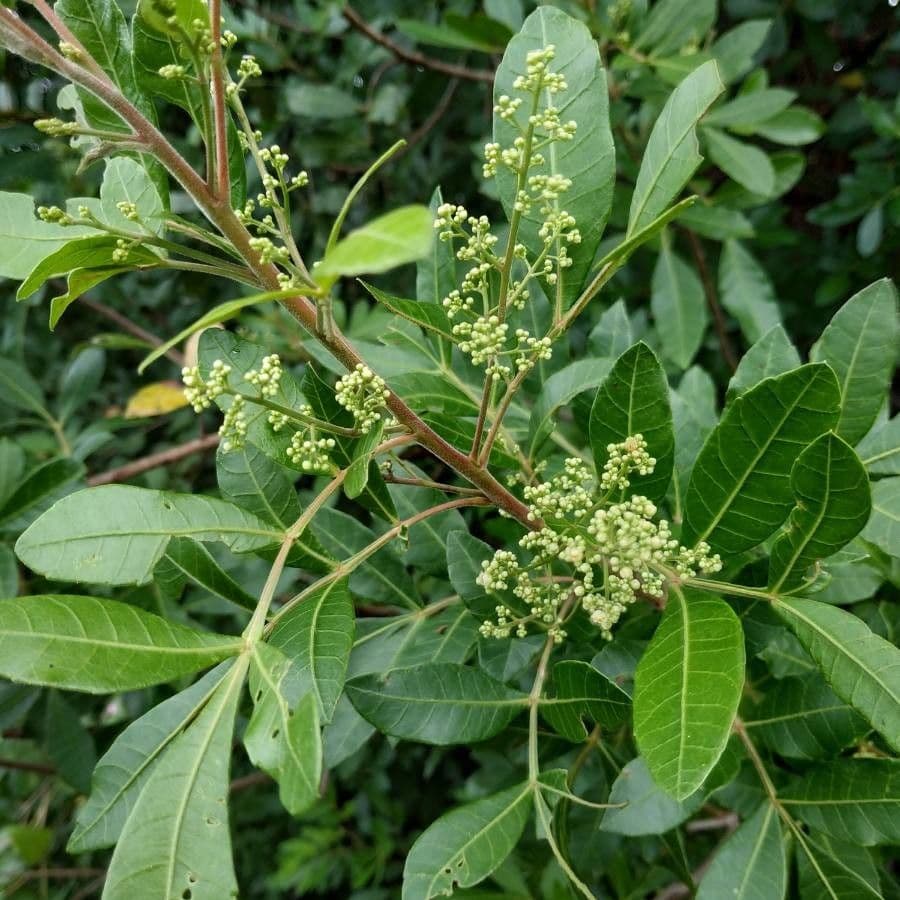 Brazilian peppertree 9