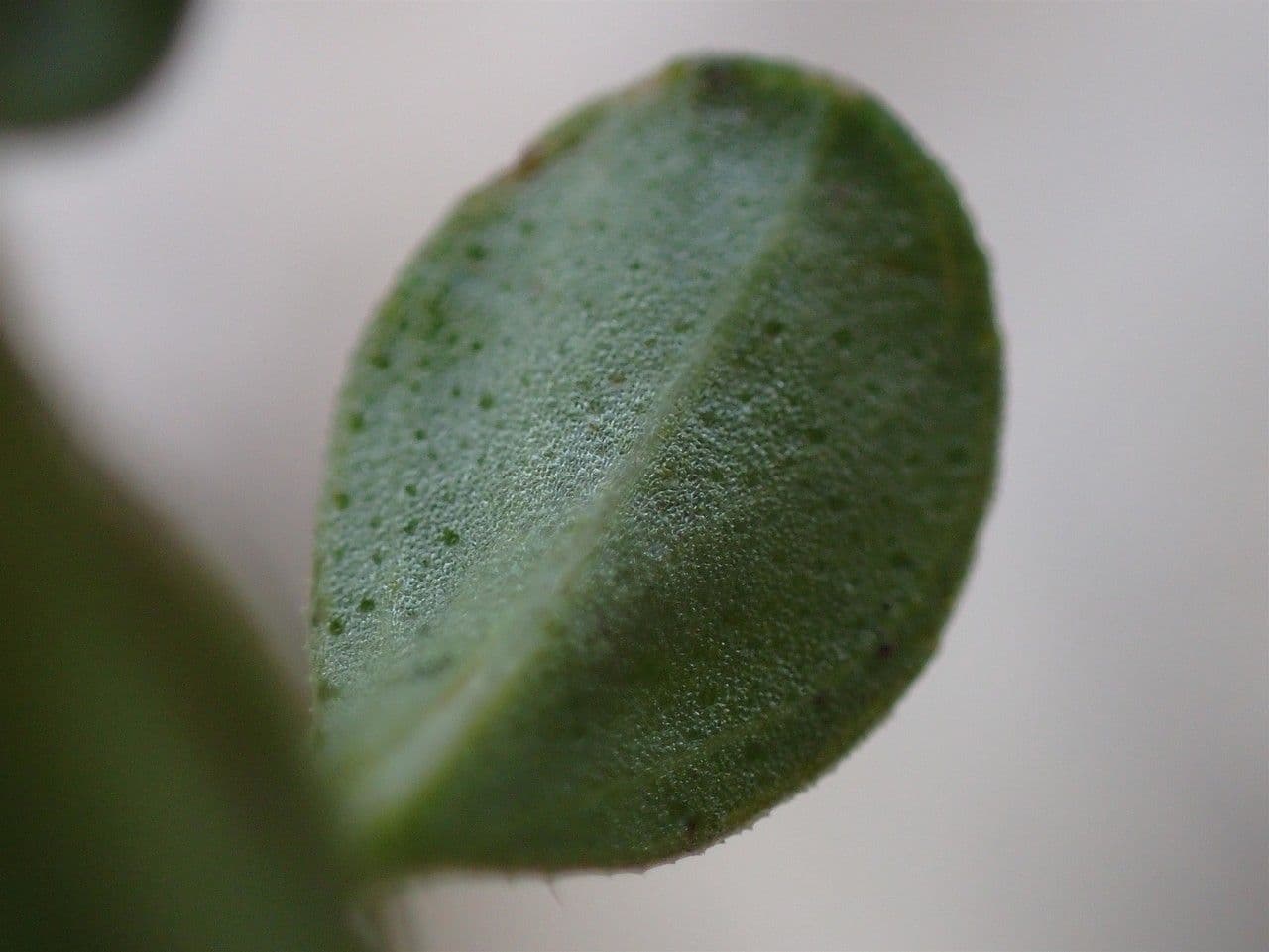 Frühblühender Thymian 27