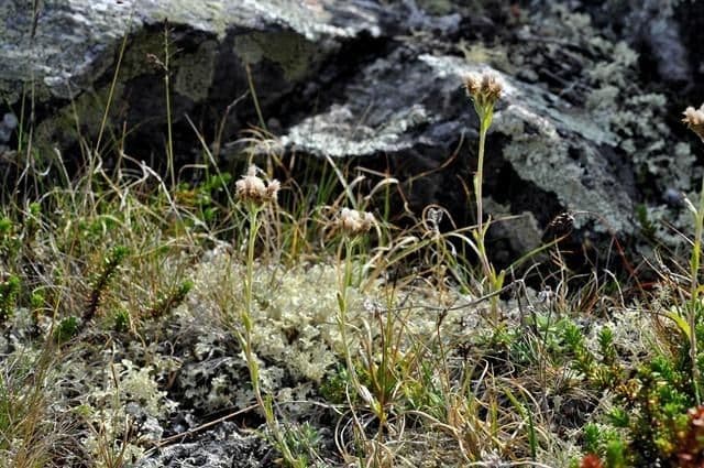 Antennaria alpina 6