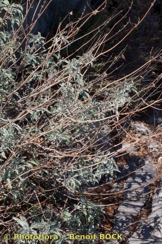 Salvia 8