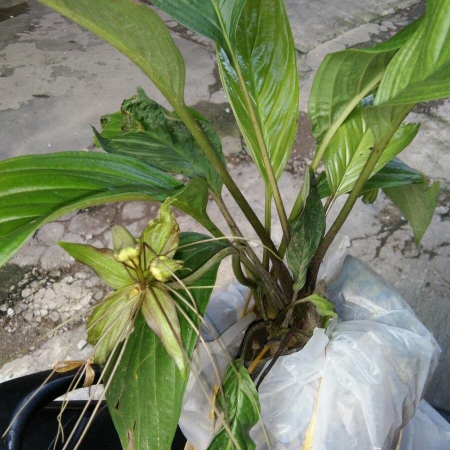 Tacca 13