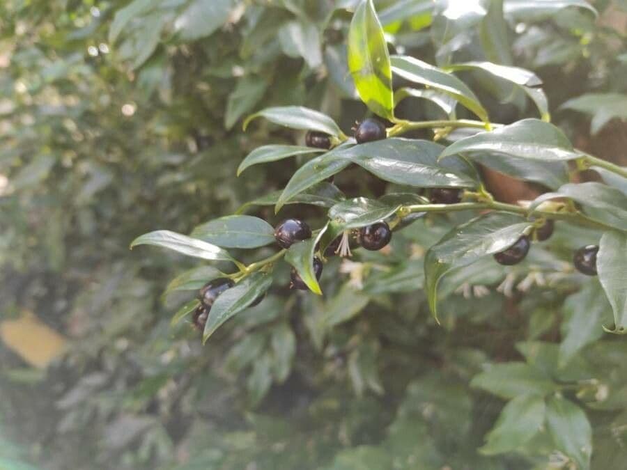 Sarcococca orientale